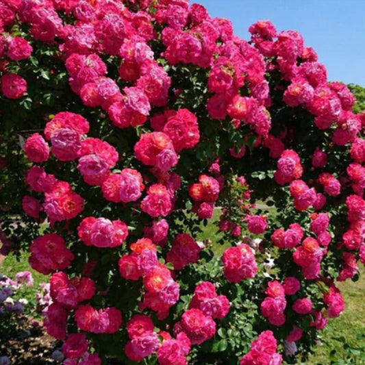 Elegant Climbing Rose Flower Seeds - POLYFY