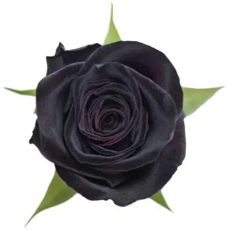 Seeds Black Baccara Rose Plant - POLYFY
